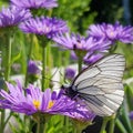 Alppiasteri
