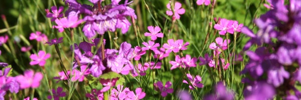 Pinkki ketoneilikka ja lila jalop&auml;hk&auml;m&ouml; kukkivat.