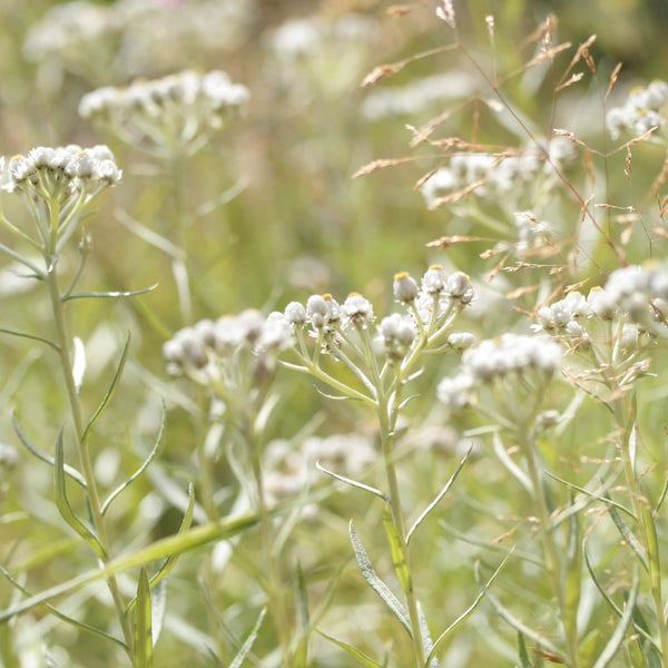 Helminukkaj&auml;kk&auml;r&auml;