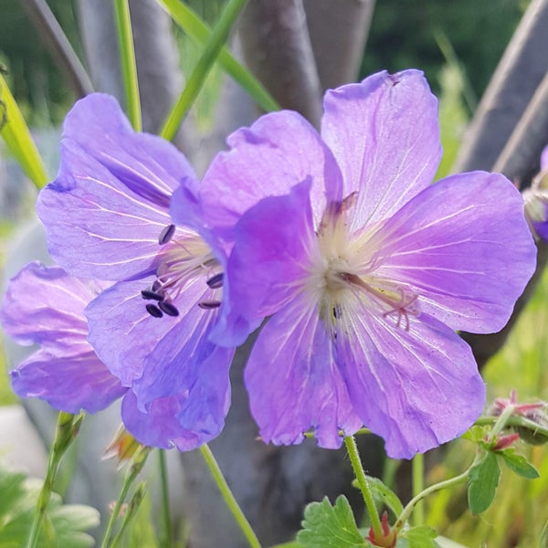 Id&auml;nkurjenpolvi