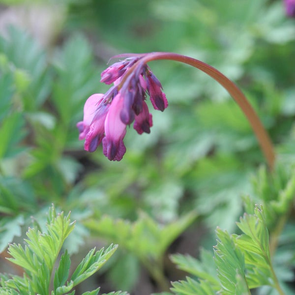 Kes&auml;pikkusyd&auml;n