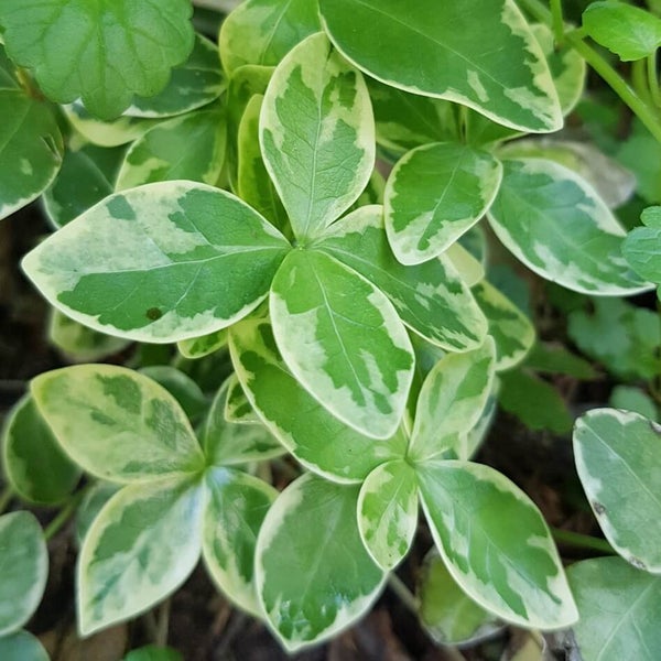 Kirjotalvio &acute;Variegata&acute;