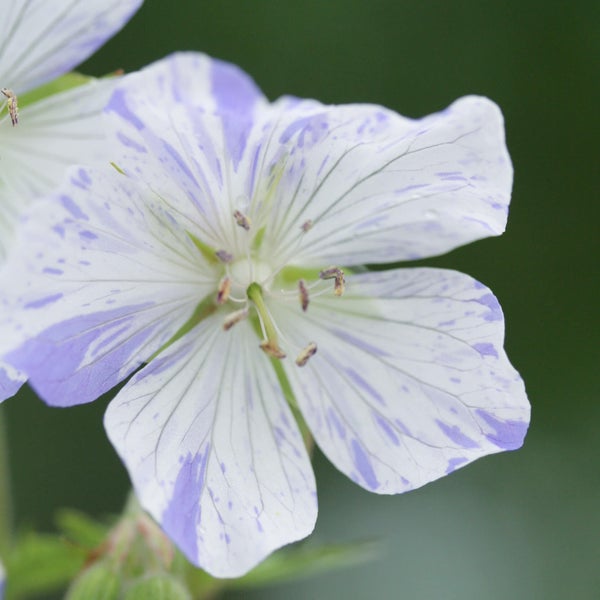 Kyl&auml;kurjenpolvi &acute;SplishSplash&acute;