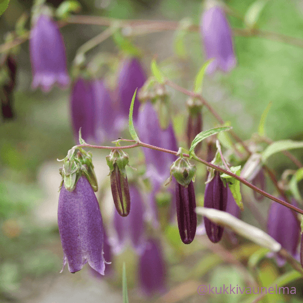 Pisamakello &acute;Rubrifolia&acute;
