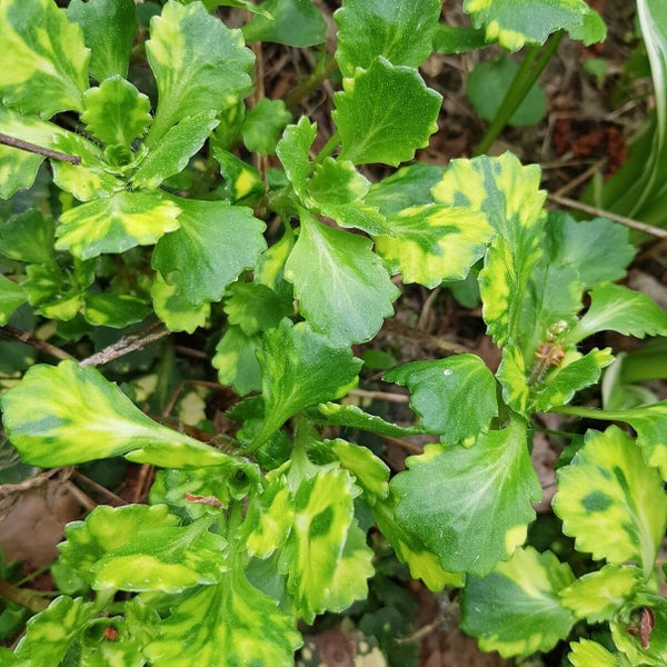 Posliinirikko &acute;Aureopunctata&acute;