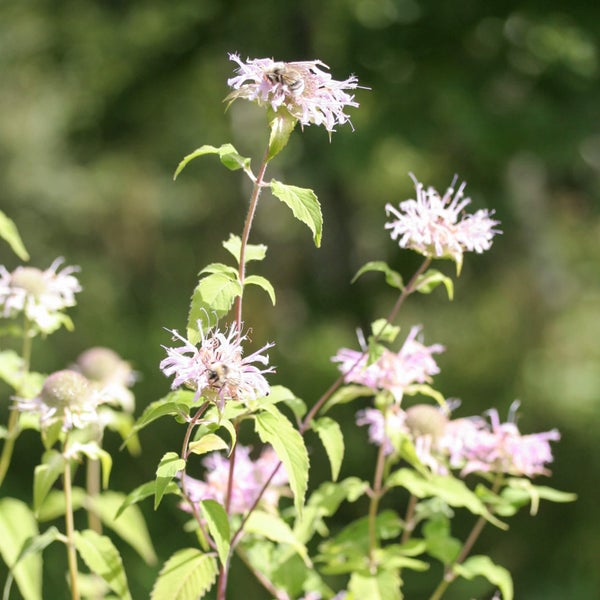 Preeriav&auml;riminttu