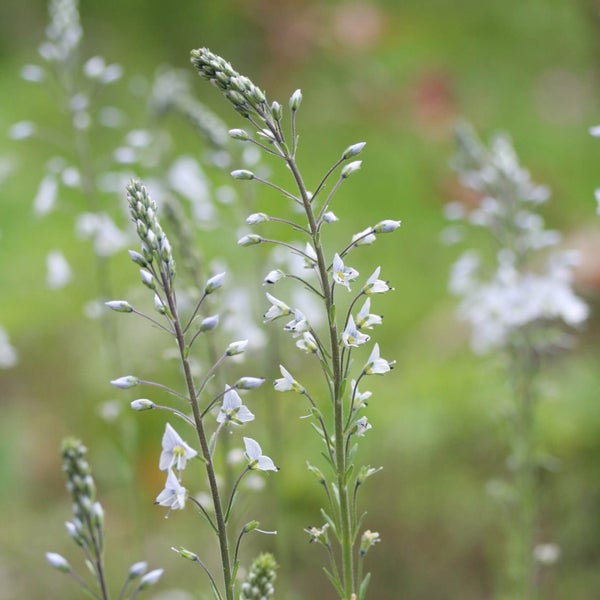 Unelmat&auml;dyke &acute;Variegata&acute;