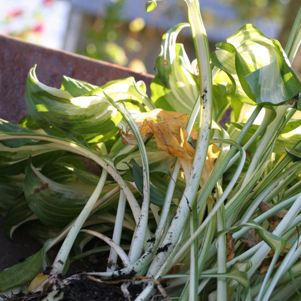 Kirjokuunlilja &acute;Mediovariegata&acute;