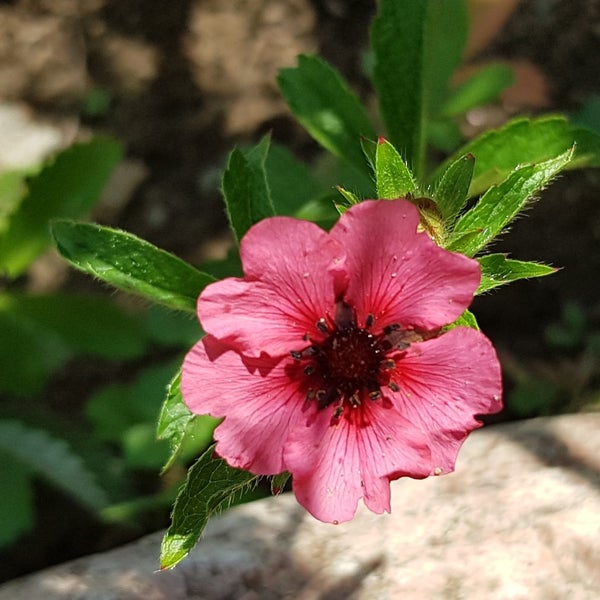 Nepalinhanhikki &acute;Miss Willmot&acute;