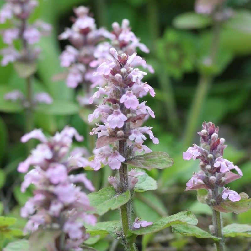 &acute;Rosea&acute; - vihre&auml;lehtinen, vaaleanpunakukkainen lajike
