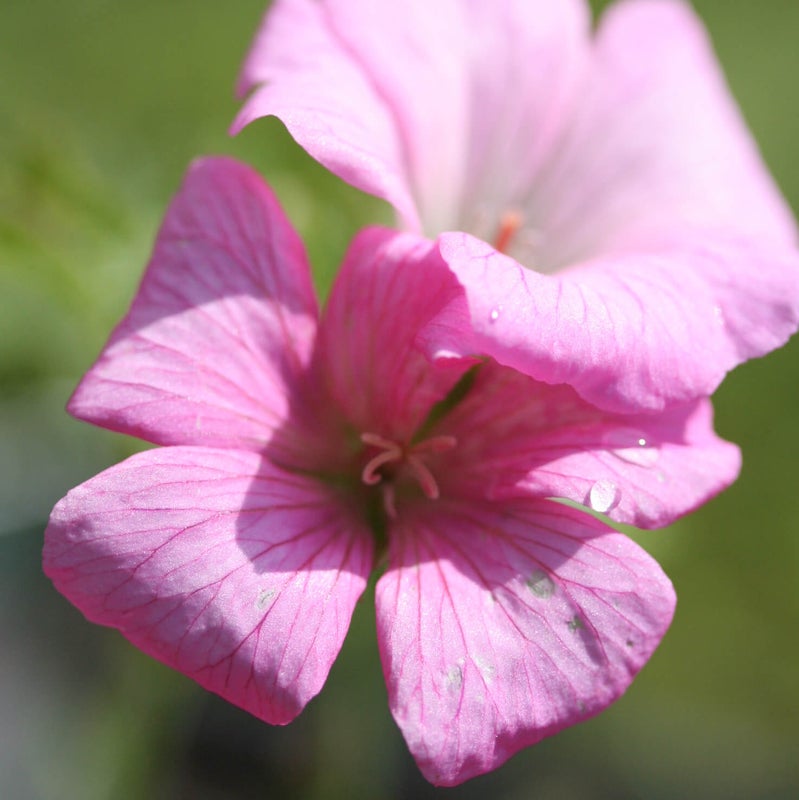 Espanjankurjenpolvi &acute;Wargrave Pink&acute;