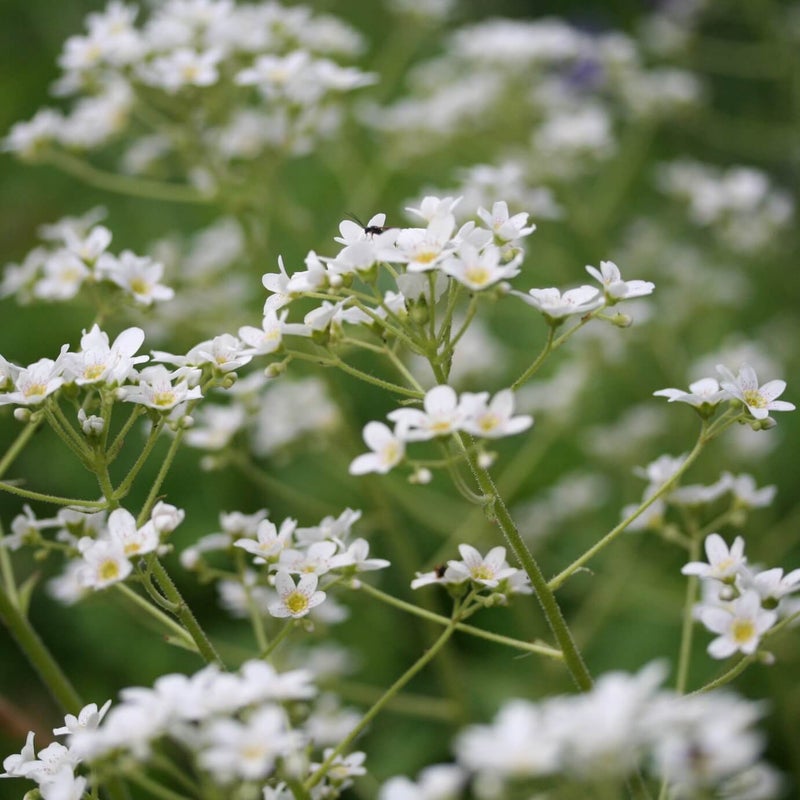 Isorikon runsas, valkoinen kukinta.