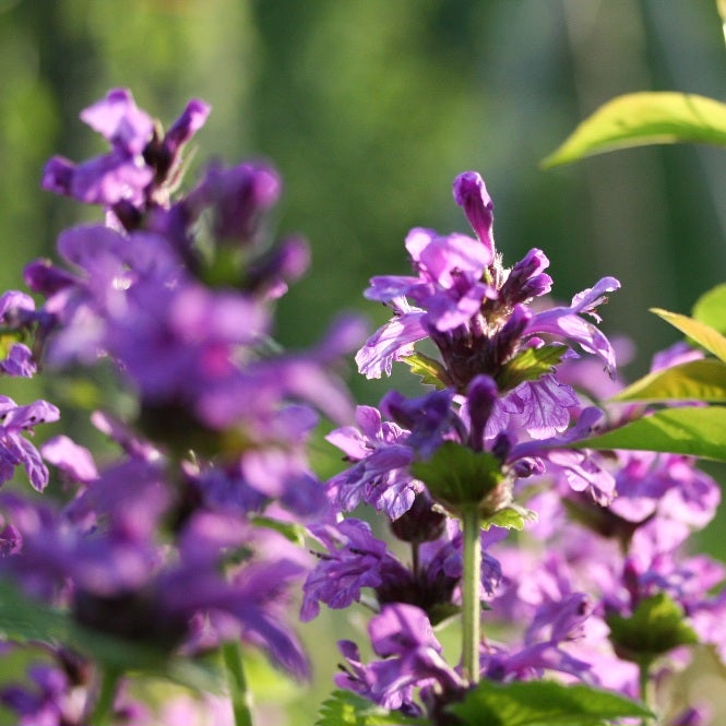 Jalop&auml;hk&auml;m&ouml;