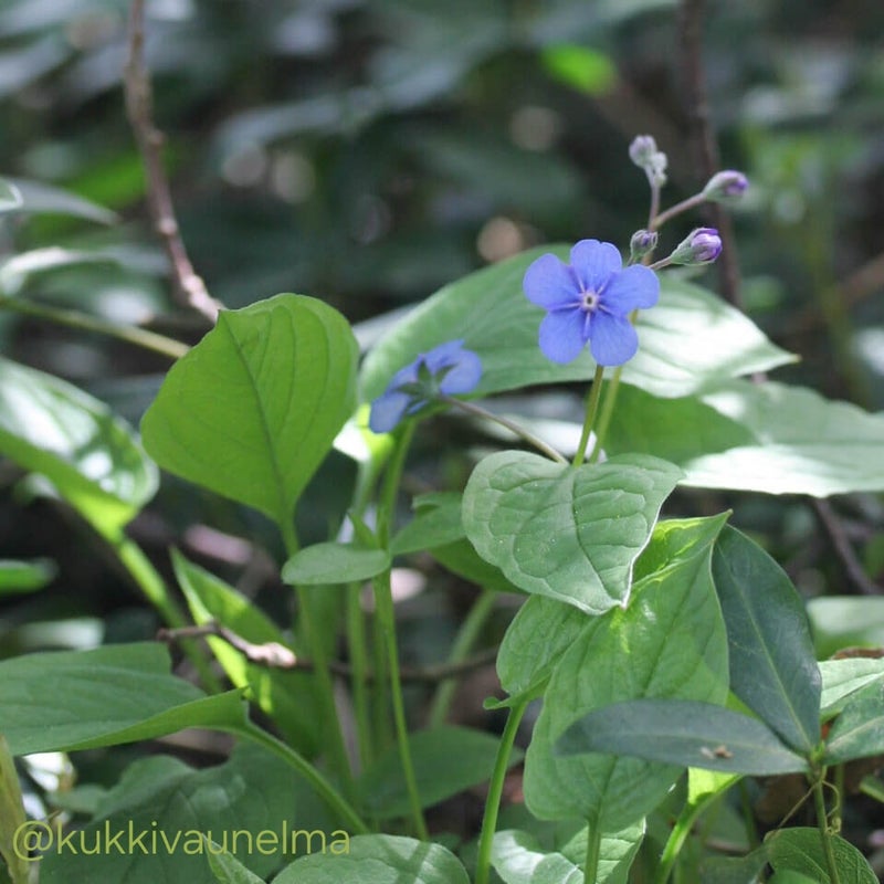 Kev&auml;tkaihonkukka