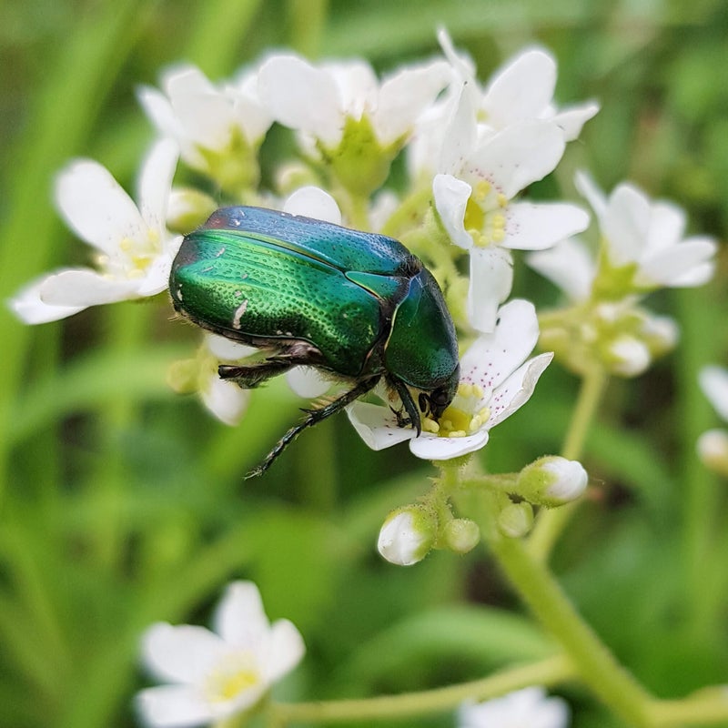 Kultakuoriainen kukinnolla.