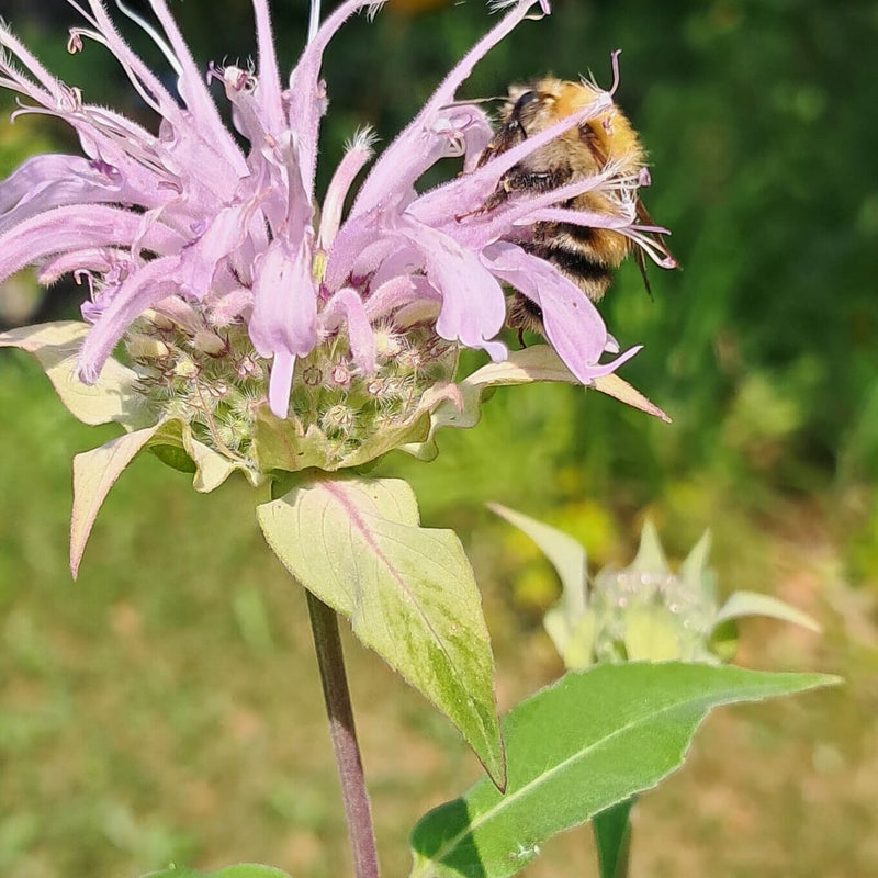 Preeriav&auml;riminttu