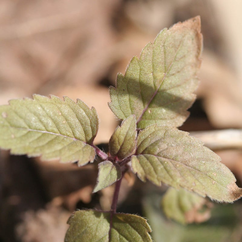 Preeriav&auml;riminttu