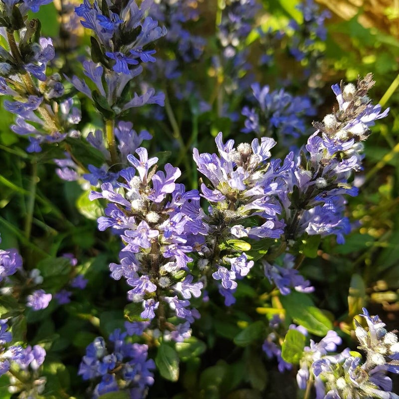 &acute;Chocolate Chip&acute;, kapealehtinen, sinikukkainen lajike