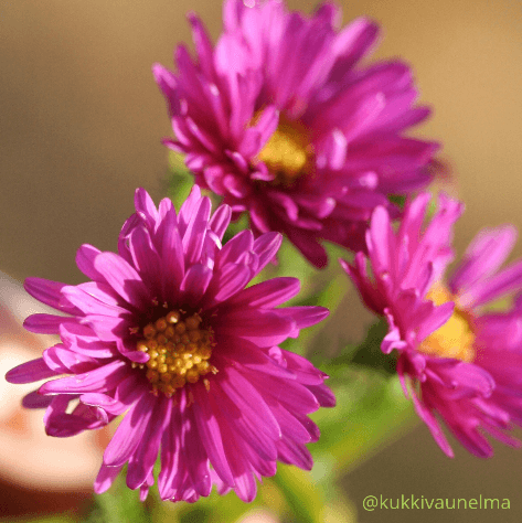 Reunusasteri &acute;Jenny&acute;