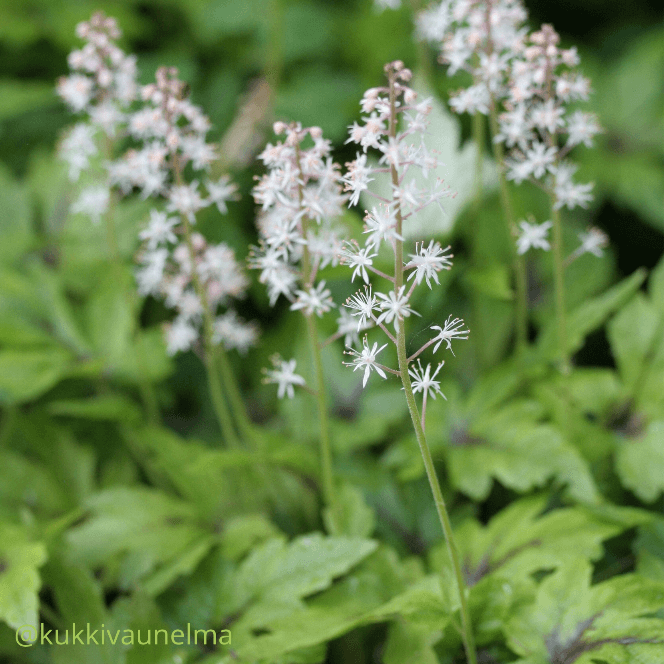 Tarhatiarellan punavihre&auml;t lehdet ja vaalea, herkk&auml; kukinto.
