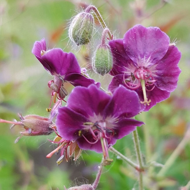 Tummakurjenpolvi &acute;Samobor&acute;