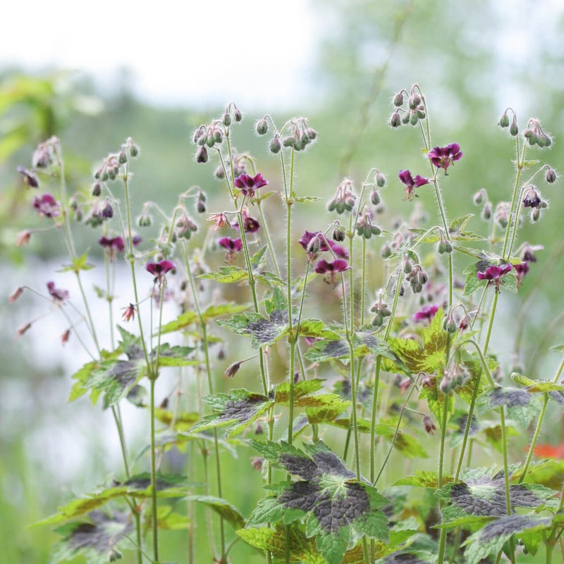 Tummakurjenpolvi &acute;Samobor&acute;