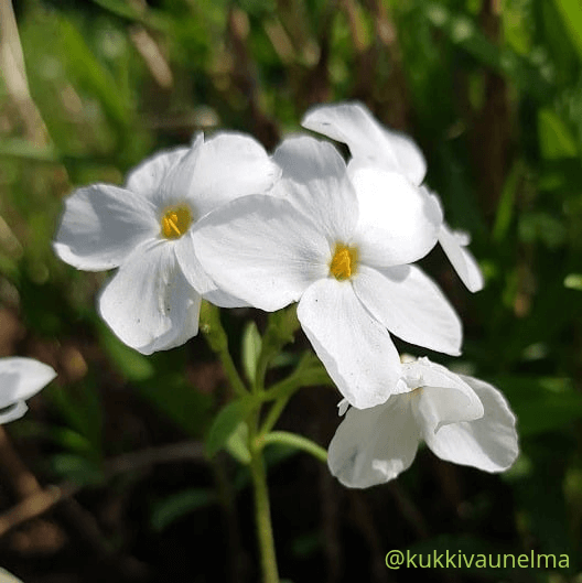 R&ouml;nsyleimu &acute;Alba&acute;