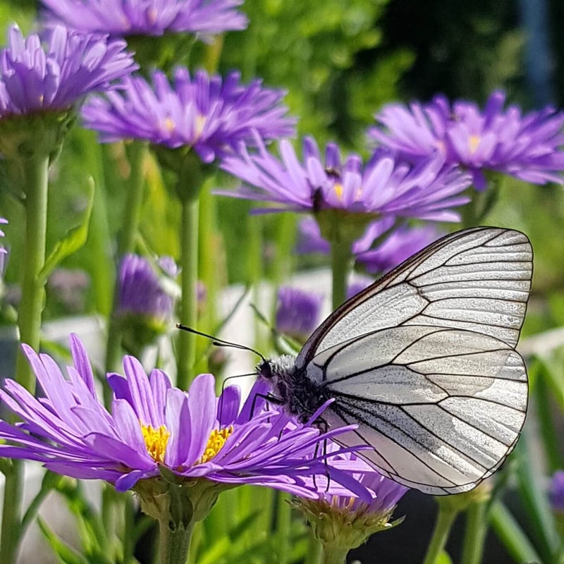 Alppiasteri