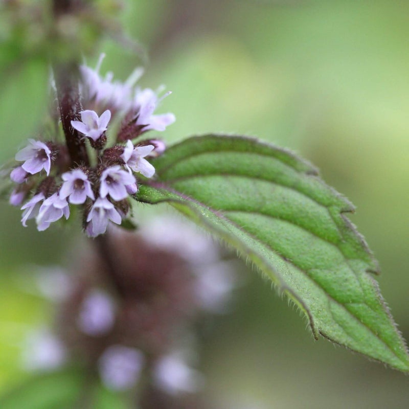 Jalominttu, inkiv&auml;&auml;riminttu &acute;Ginger&acute;