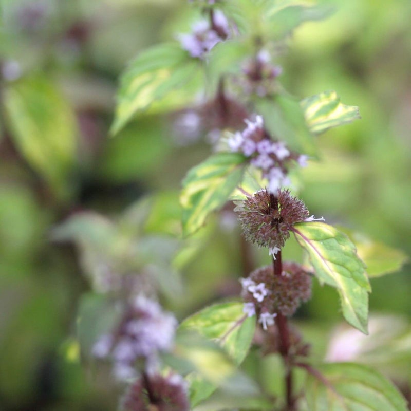 Keltavihre&auml;t lehdet ja violetti kukinto.
