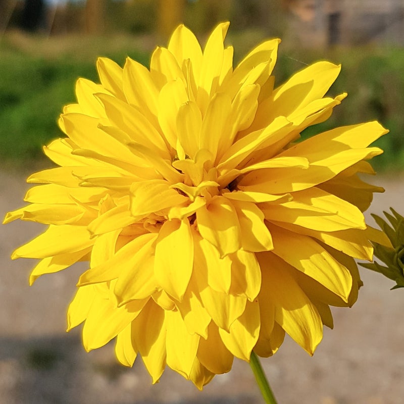 Syysp&auml;iv&auml;nhattu, Kultapallo