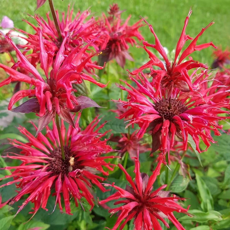 Punav&auml;riminttu &acute;Cambridge Scarlet&acute;