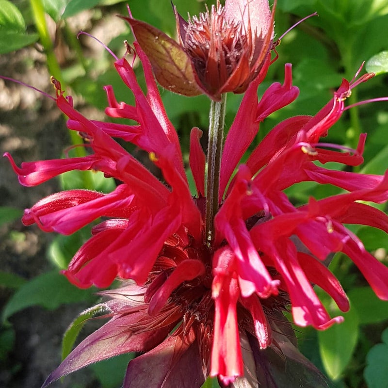 Punav&auml;riminttu &acute;Cambridge Scarlet&acute;