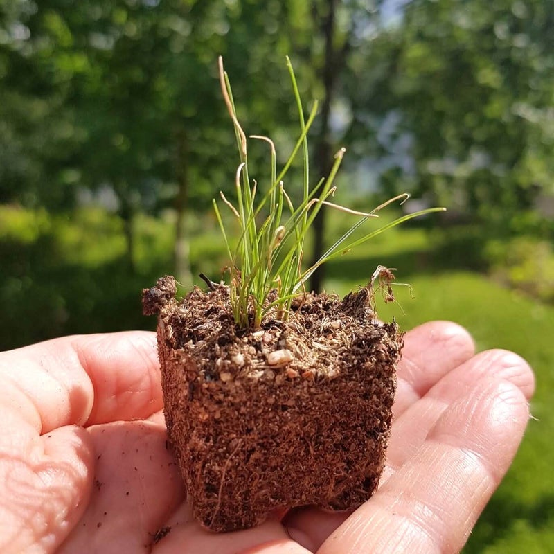 Pieni sininadan taimi k&auml;mmenell&auml;.