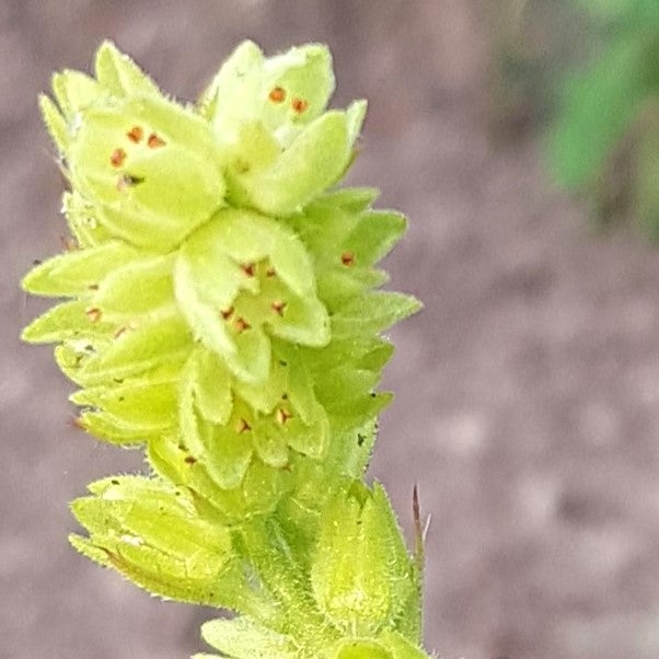 Kellanvihre&auml; t&auml;hk&auml;m&auml;inen kukinto.