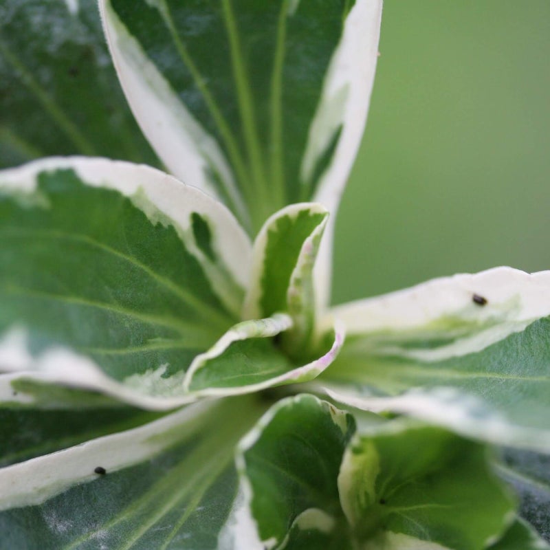Unelmat&auml;dyke &acute;Variegata&acute;