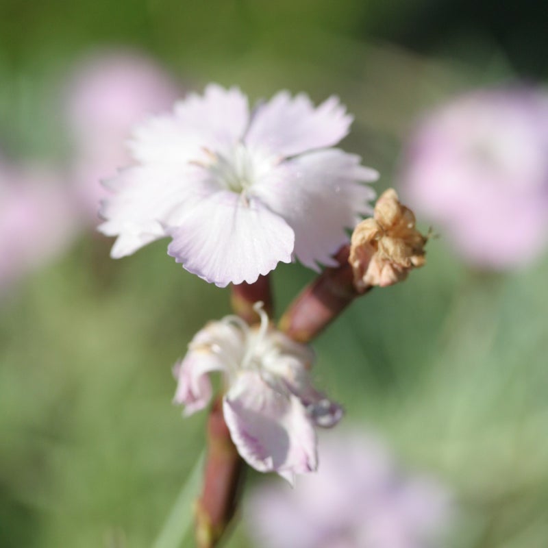 Vaaleanpunainen neilikan kukka.